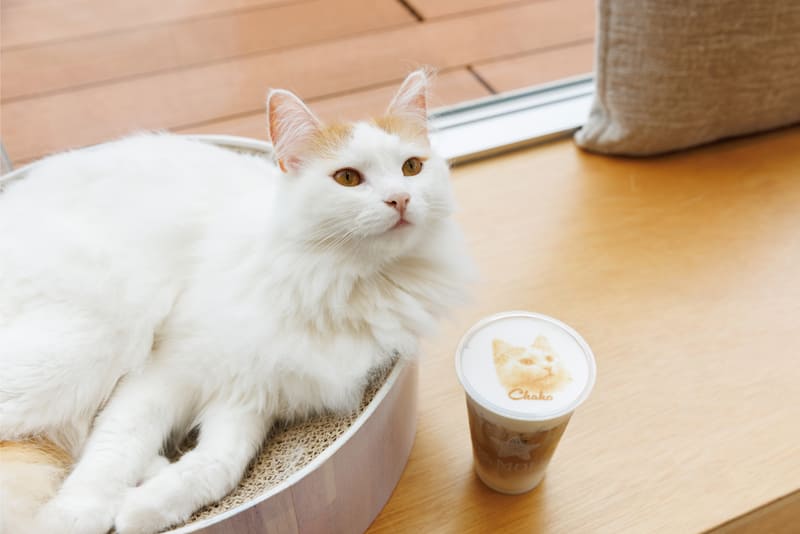 Cat Café MOFF ロゴ画像