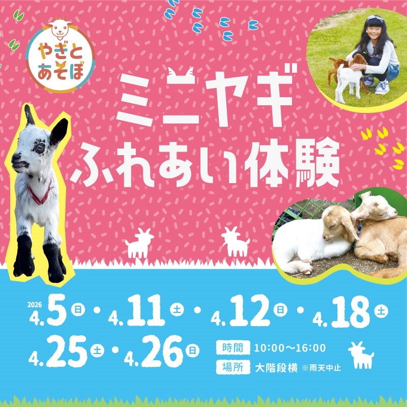 ミニヤギふれあい体験