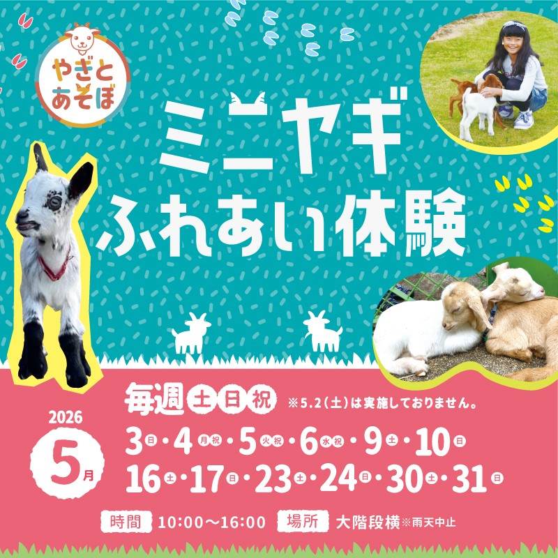 ミニヤギふれあい体験